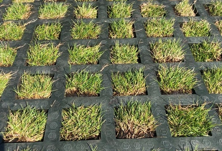 Grasplaat in Den Helder Grasplaat in Den Helder